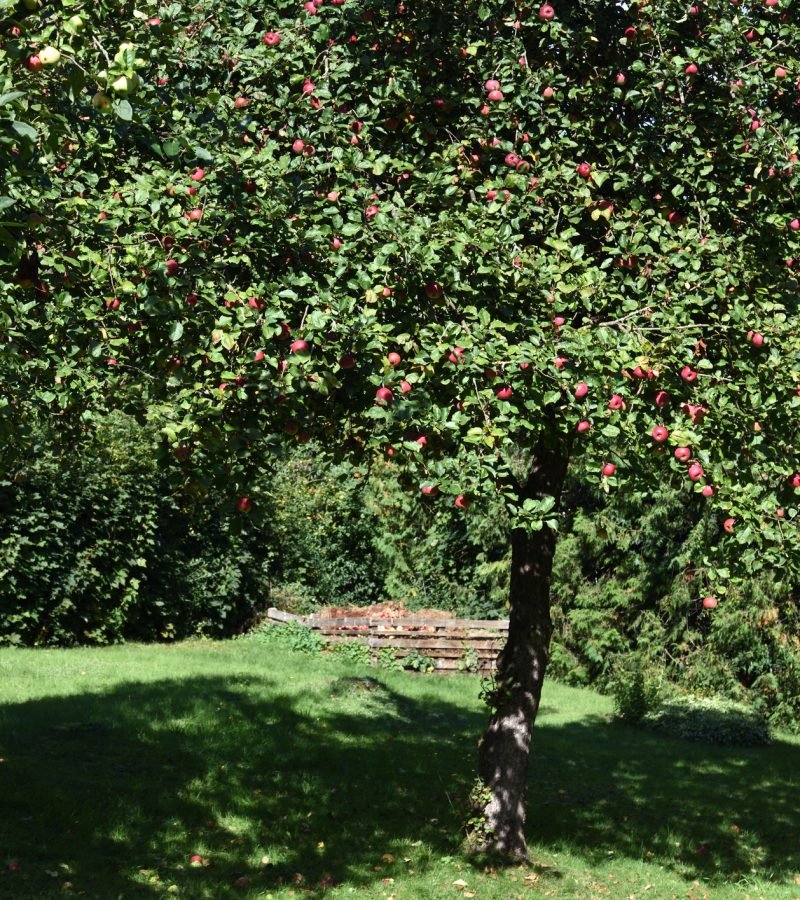 Apfelbaum schneiden Obstbaumschnitt Baumpflege Duisburg